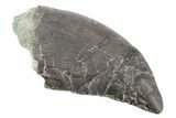 Serrated Dinosaur (Allosaurus) Tooth - Colorado #222520-1
